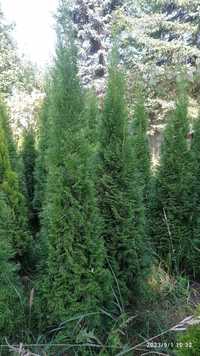 Thuja Szmaragd z polskiej szkółki  wysokosc 180cm  PROMOCJA