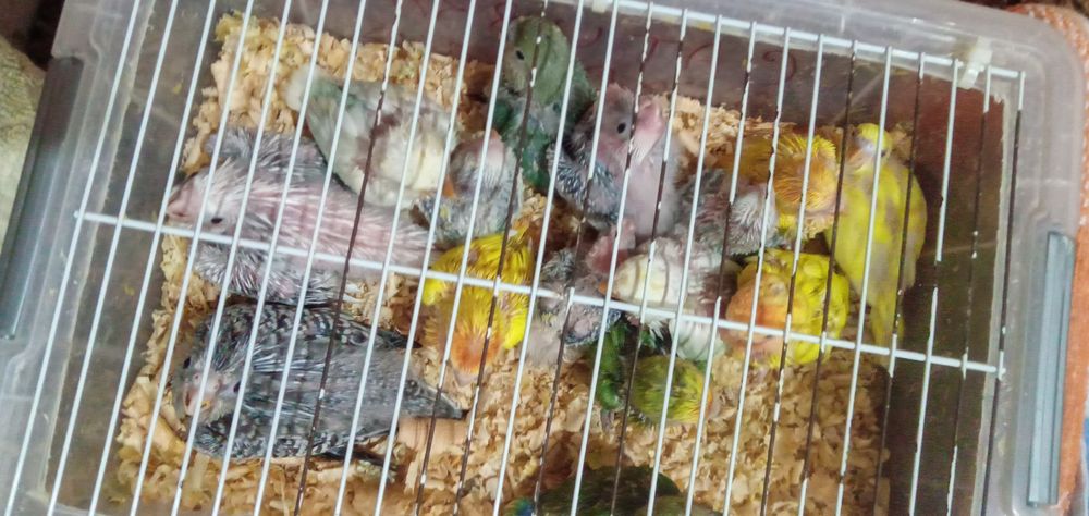 Cedem se agapornis e caturras