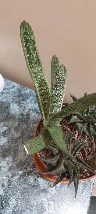 Гастерия , большая и поменьше