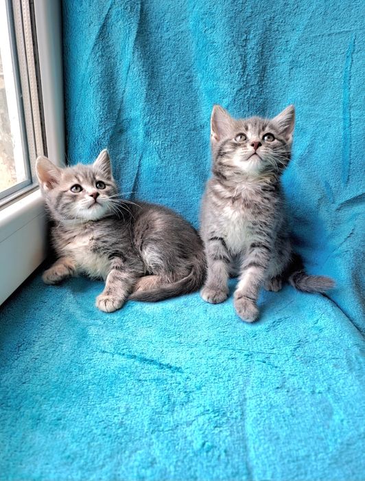 Очень классные шотландские котята