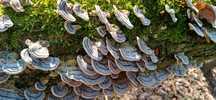 Wrośniak różnobarwny(Trametes Versicolor, Turkey Tail)