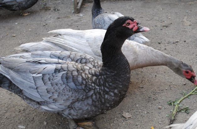 Продам индоуток домашних