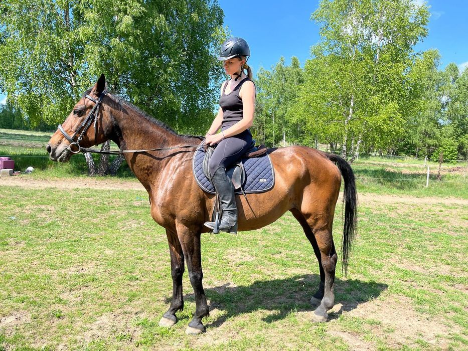 Klacz rasy  sp ks główna 12lat