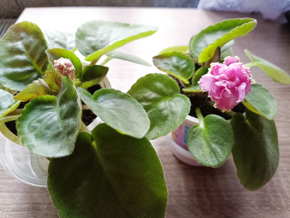 Фіалки дорослі,50 грн