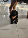 Airedale Terrier piesek