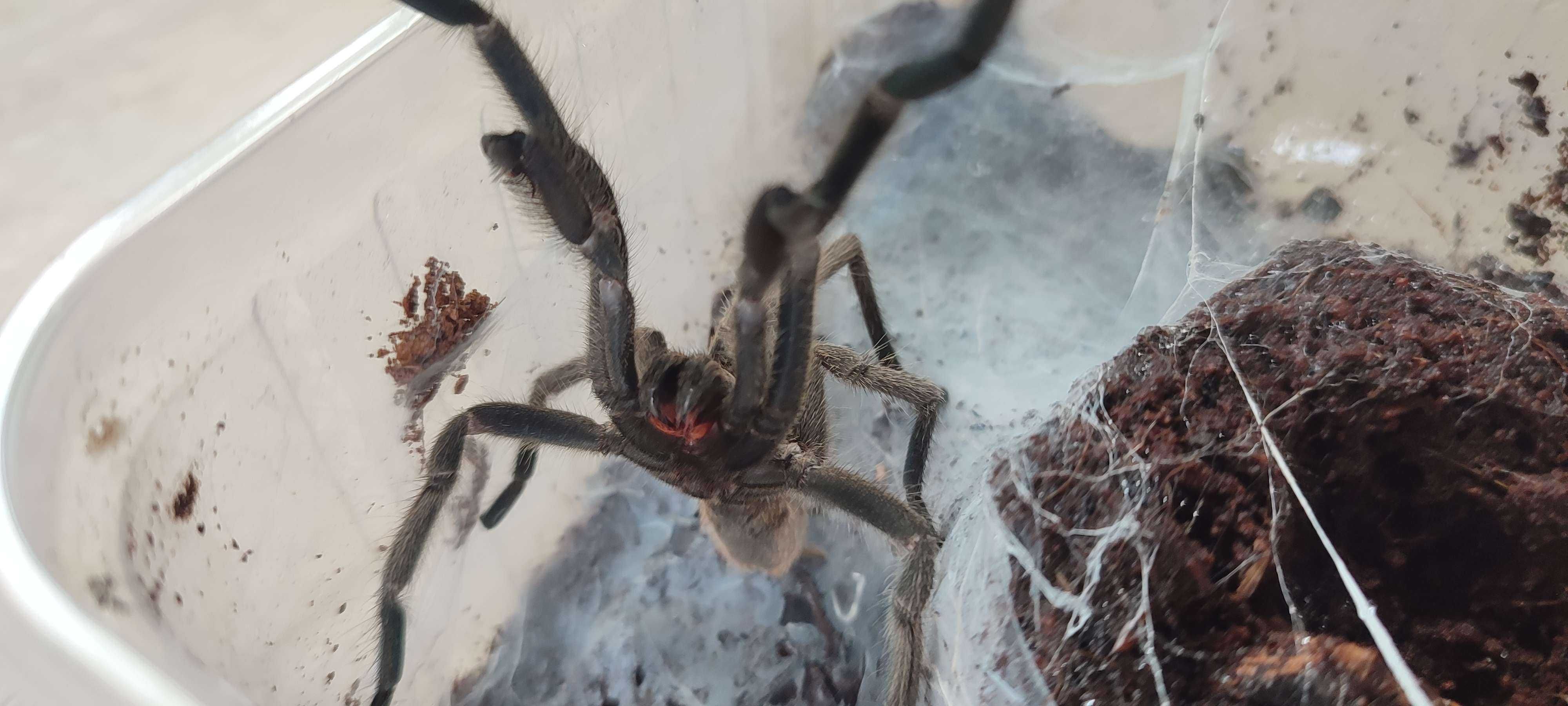 Chilobrachys dyscolus black DOROSŁY SAMIEC