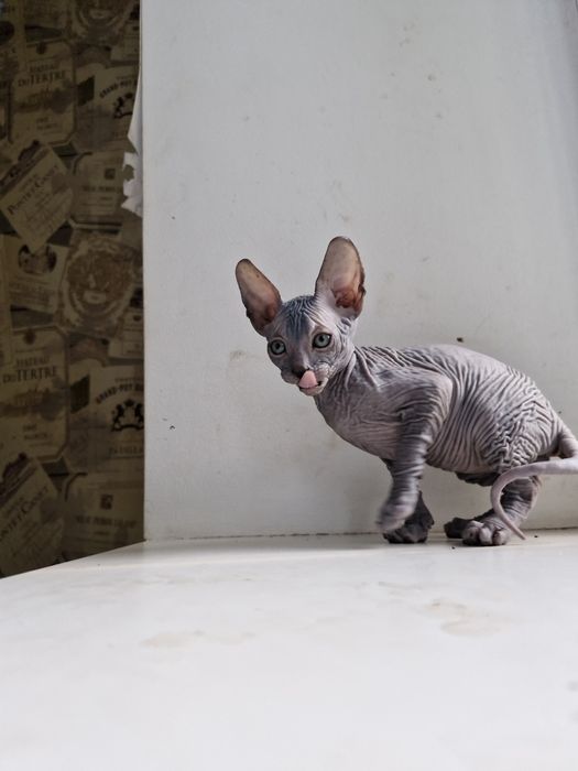 Хлопчик сфінкс!!