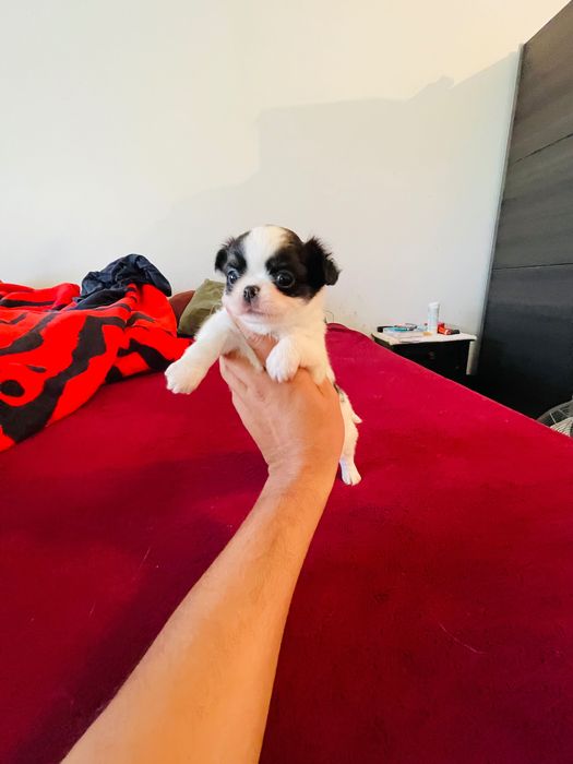 Chihuahua macho pelo longo lop e afixo