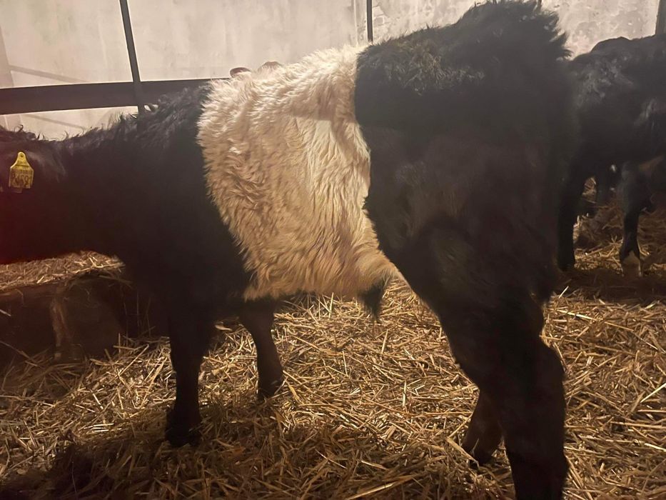 Cielaki odsadki byczki jałóweczki