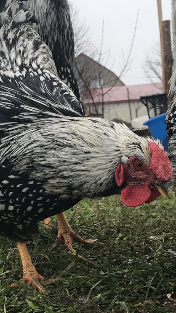 Інкубаційне яйце віандот срібний