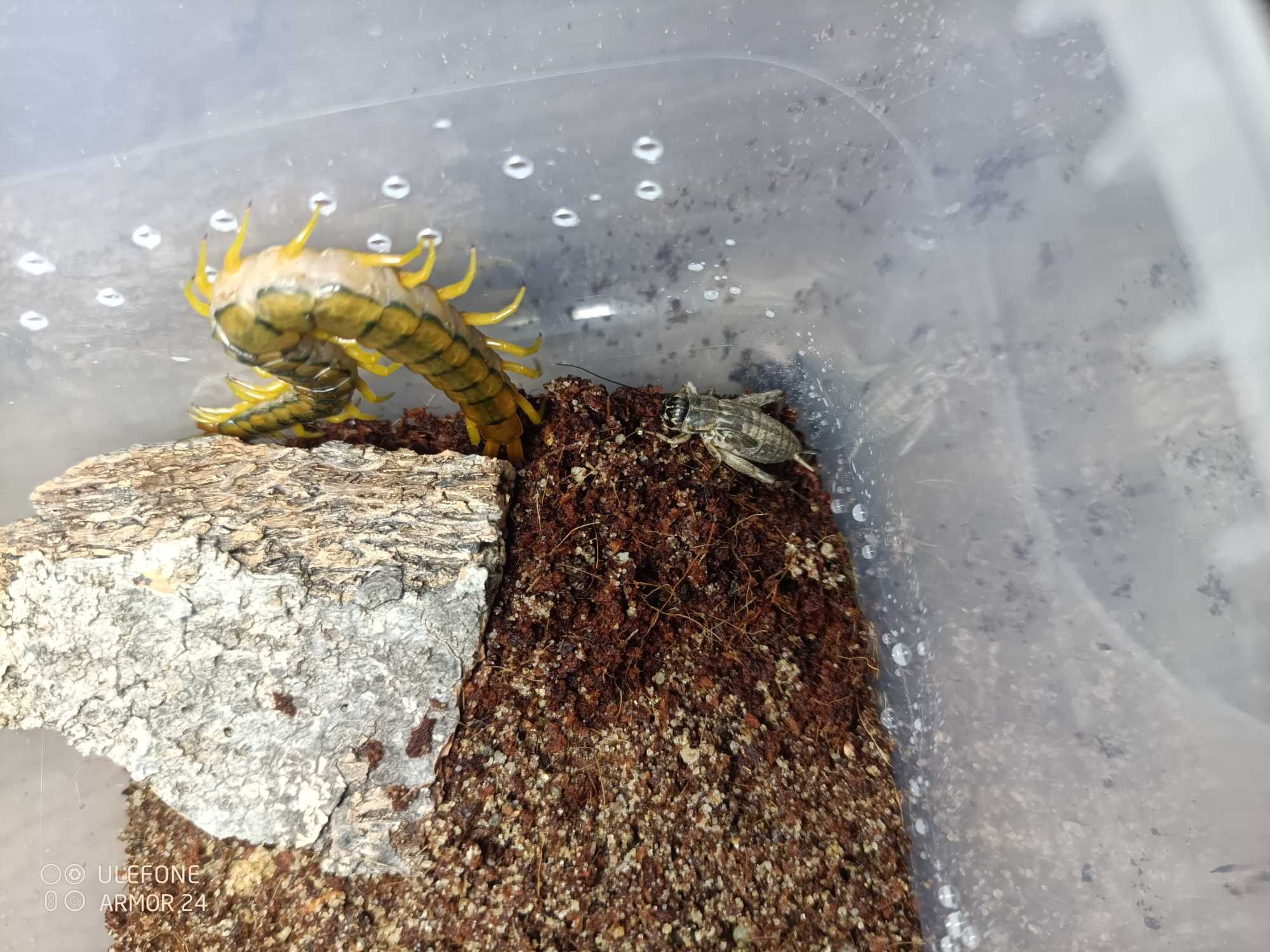 Skolopendra cingulata dla początkujących piękna, wysyłka GRATIS!