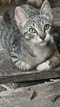 Gatinho 3meses meigo