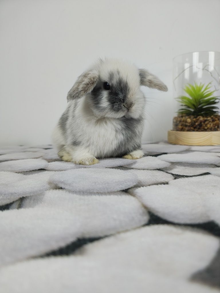 Piękne króliczki Mini Lop i Karzełek Teddy. Wolne maluszki.