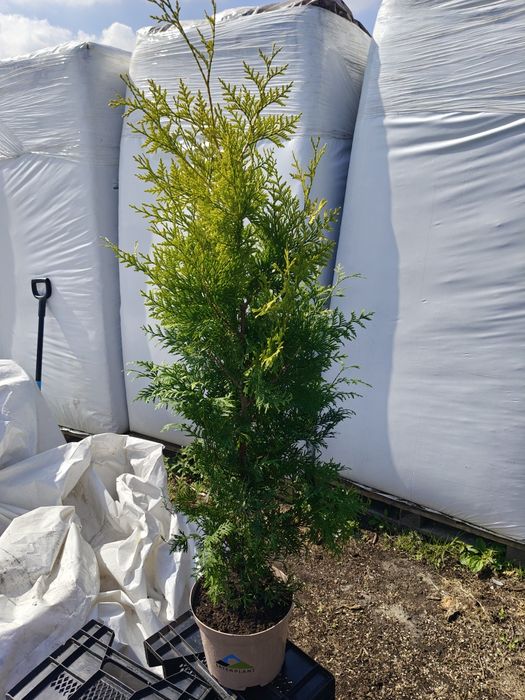 Żywotnik zachodni 'Salland', Thuja Salland, doniczka 100-110 cm.