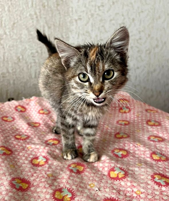 Отдам_ котята _ кошки_ пеппи