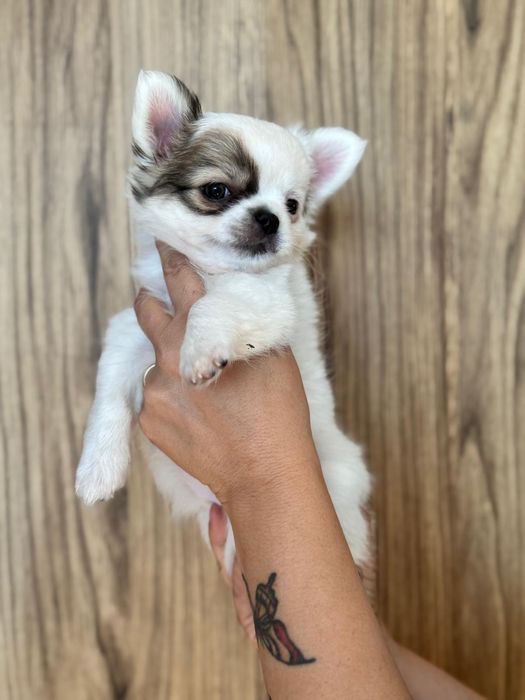Długowłosy chihuahua
