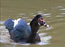 Ovos de pata cairina moschata.