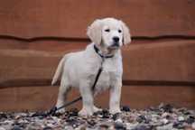 Golden Retriever szczeniak piesek