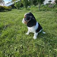 Cavalier King Charles Spaniel- ostatni piesek!