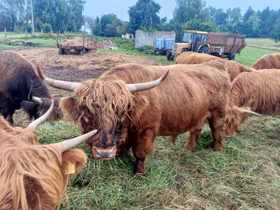 Byk rozpłodowy 100% highland cattle możliwa zamiana.