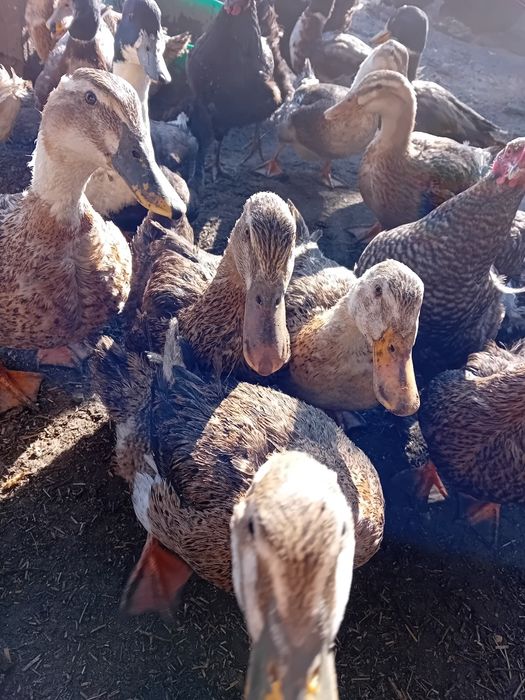 Młode kaczki, staropolskie