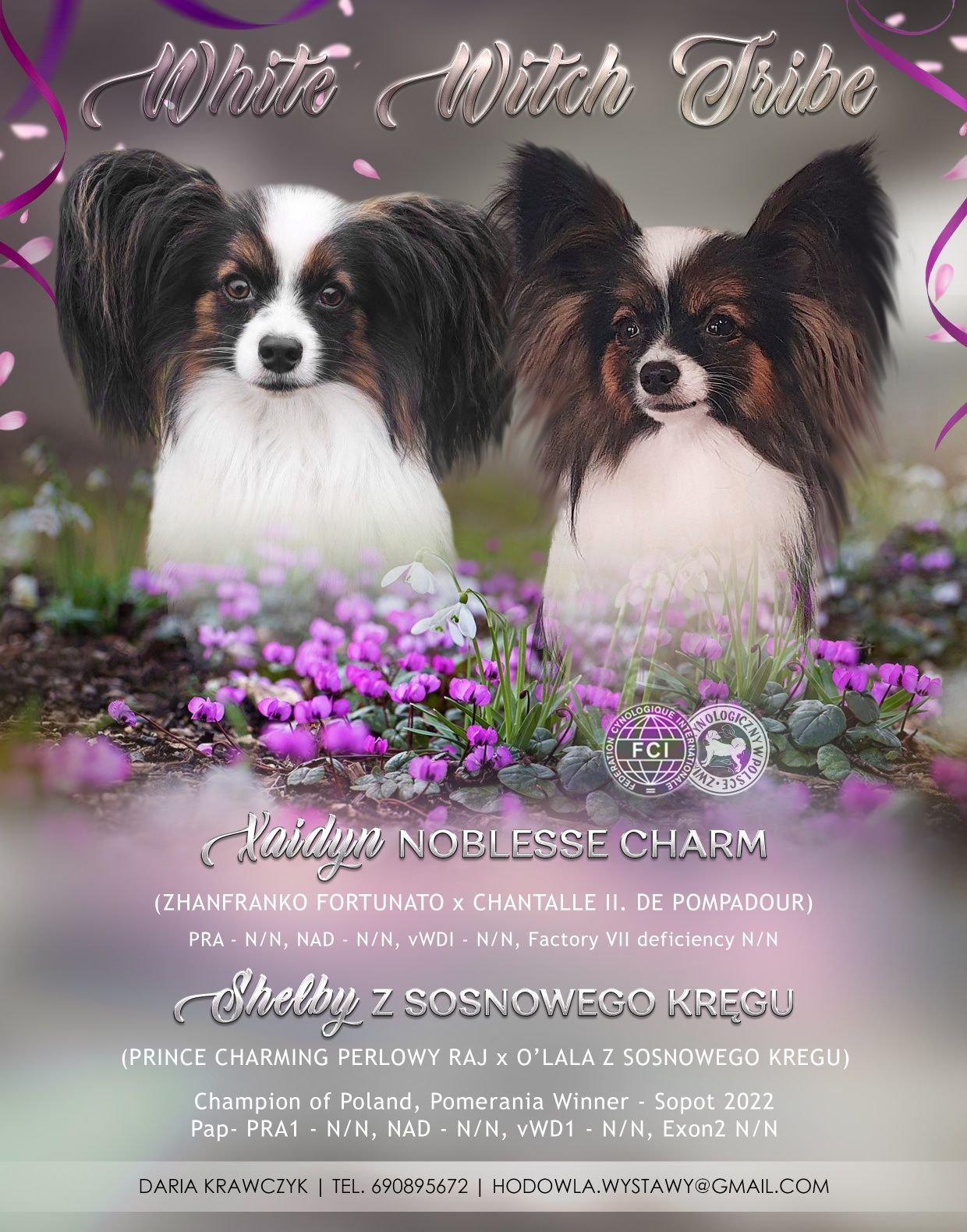 Spaniel Kontynentalny Papillon ZKwP/FCI