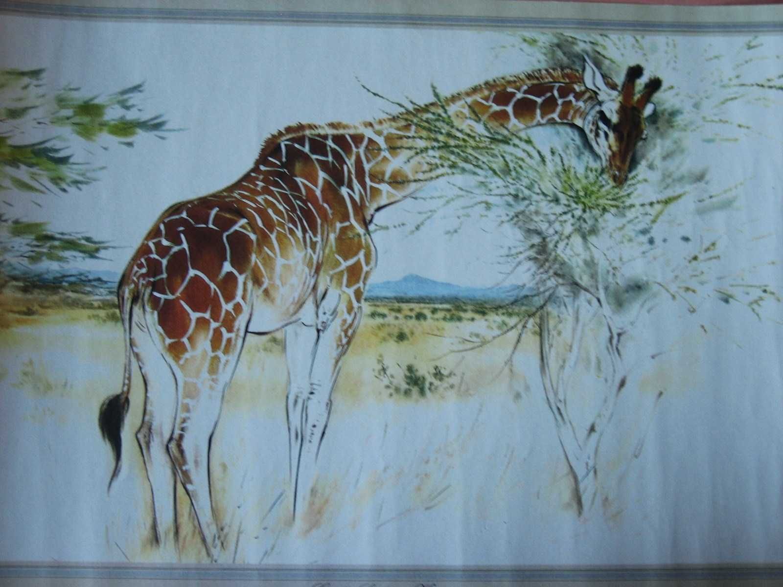 Duas estampas de animais selvagens