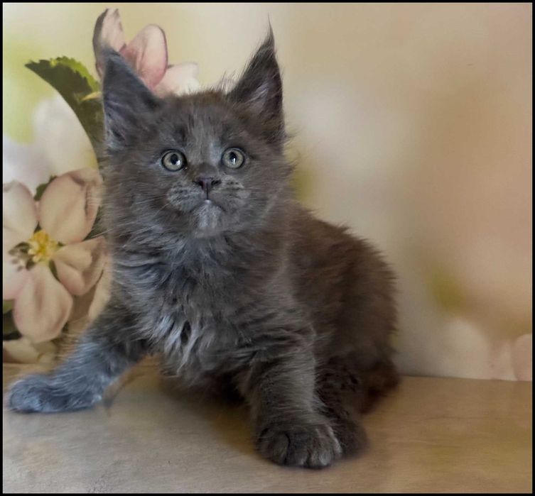 Koteczka Maine Coon Ornelia