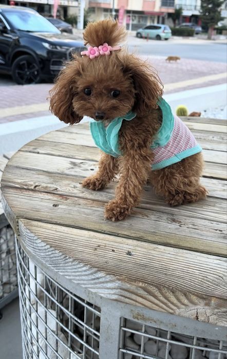 Caniche toy Fêmea prestigio