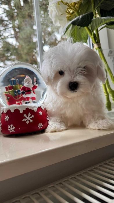 Maltańczyk Piesek z Rodowodem. Chip, Umowa.