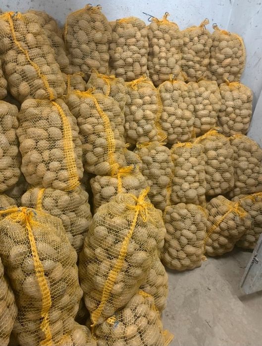Ziemniaki Soraya 7zł/15kg od rolnika, żółte.