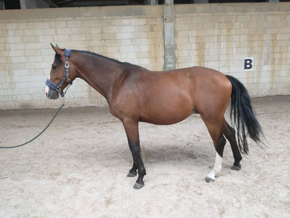 Śliczna klacz holsztyńska do hodowli