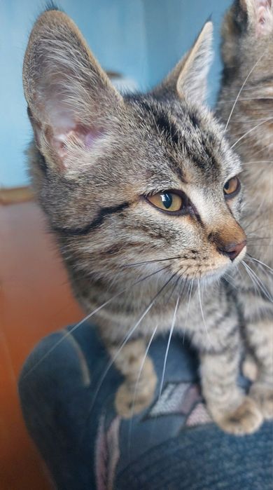 Котик (він) шукає родину
