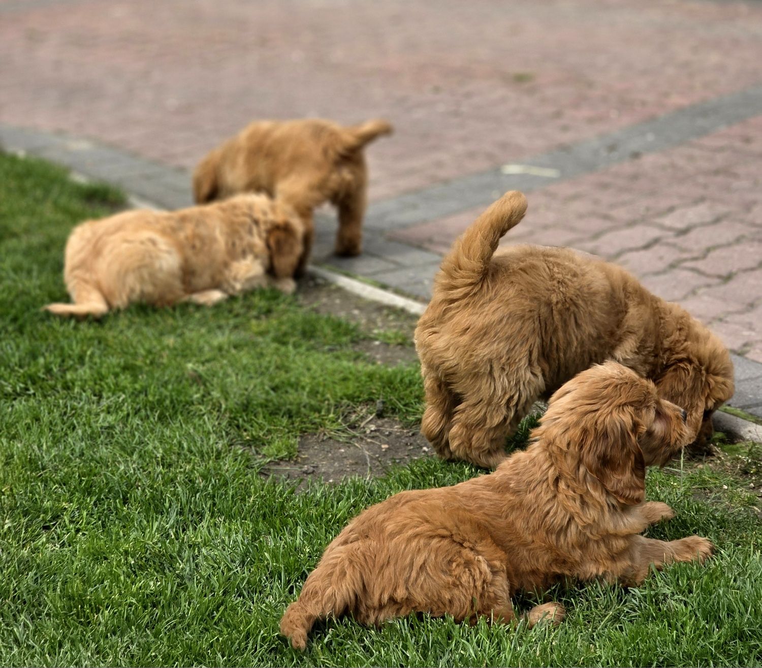 Goldendoodle suczka f1b medium i mini
