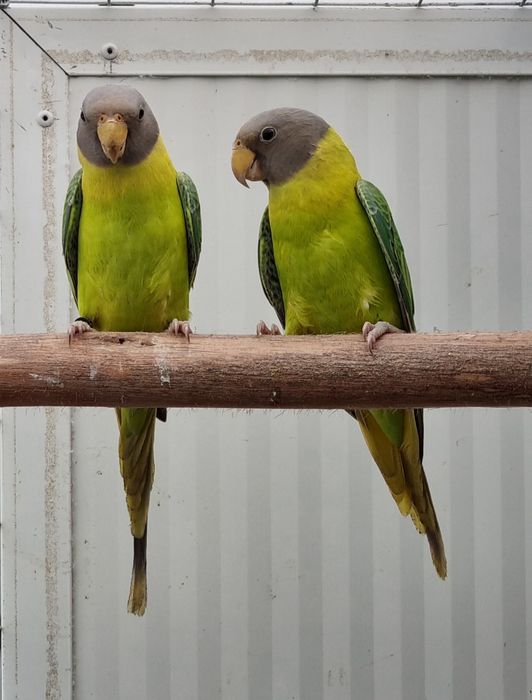 Cabeças de ameixas Opalinas/Diluido de  25