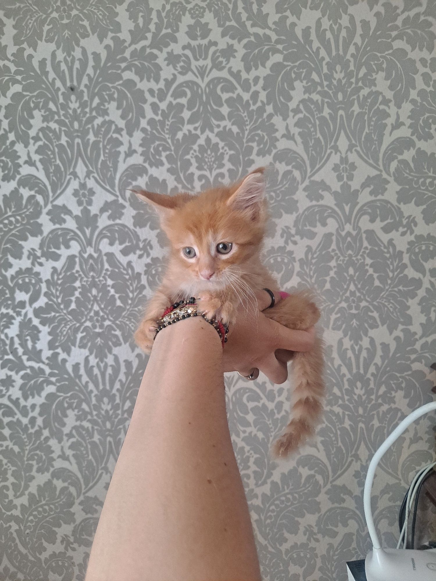 Kocurek maine coon