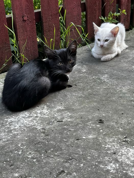 Котики ,кошенята Безкоштовно в добрі руки