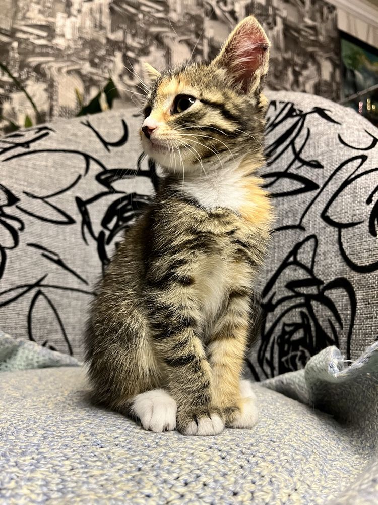 Котенок, отдаю кошечку в добрые руки