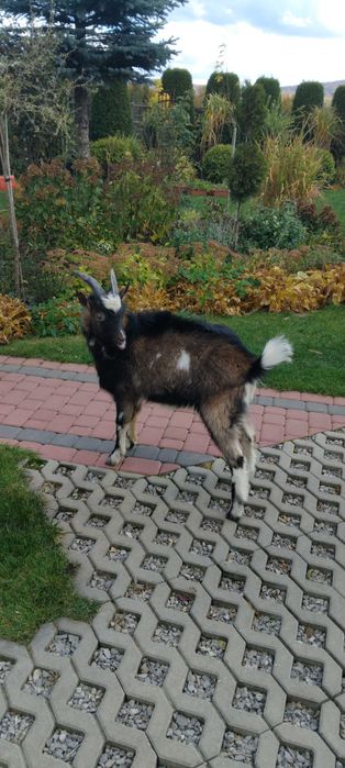 Młody koziołek, capek