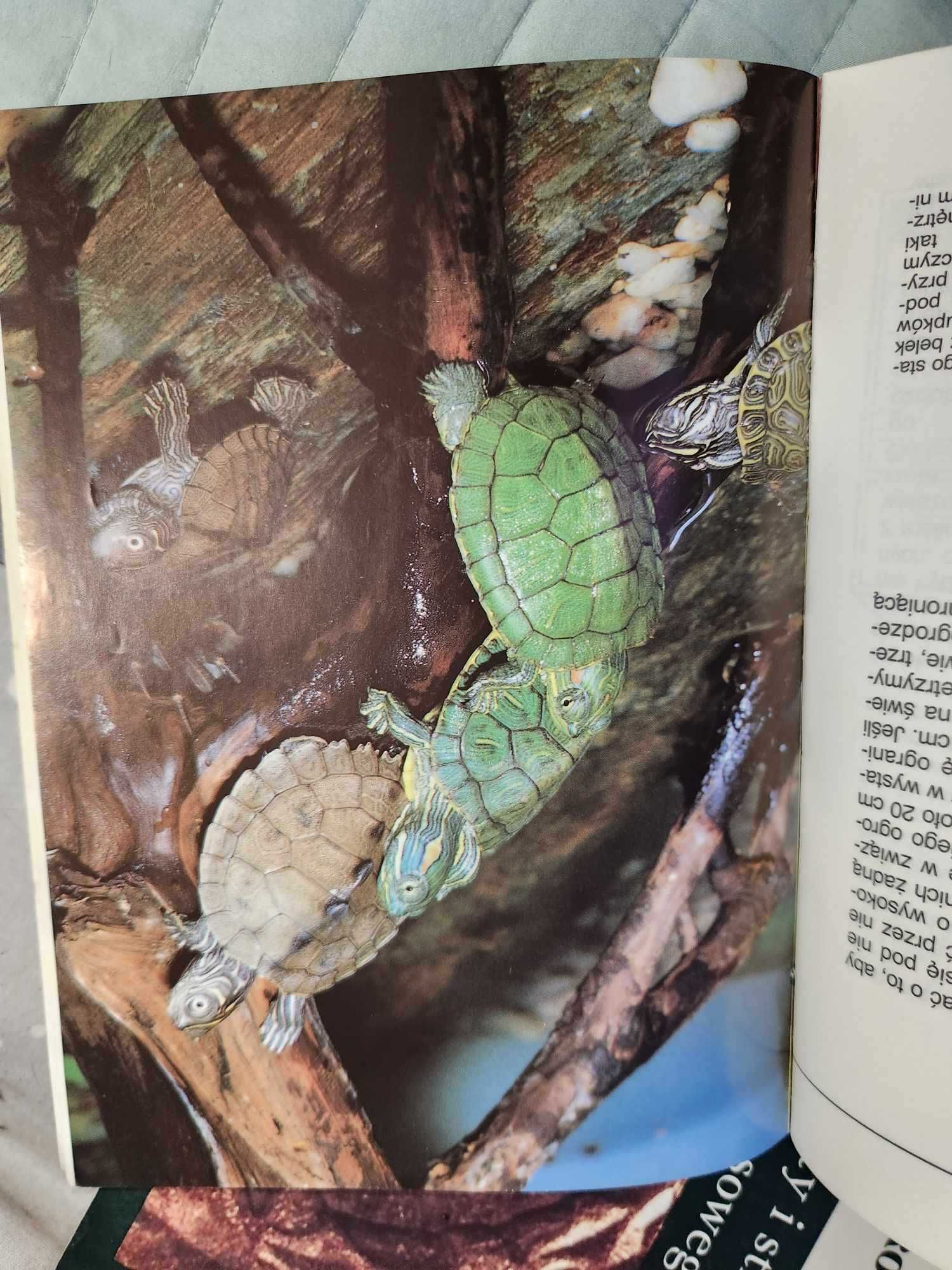 Żółw ozdobny Rogner Philippen 1993