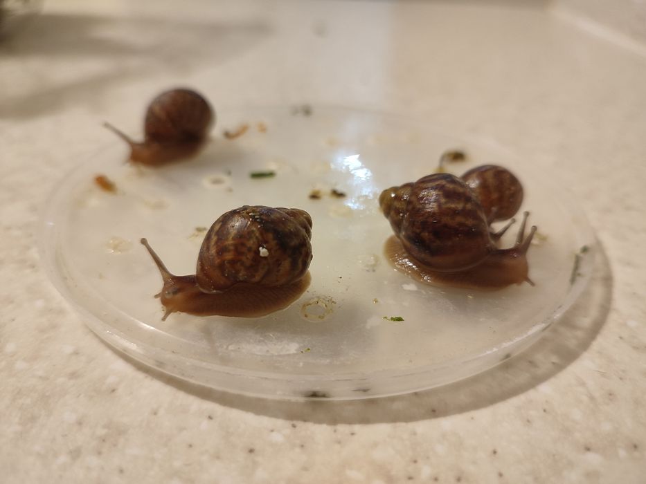 Віддам молодих  равликів ахатин в хороші руки