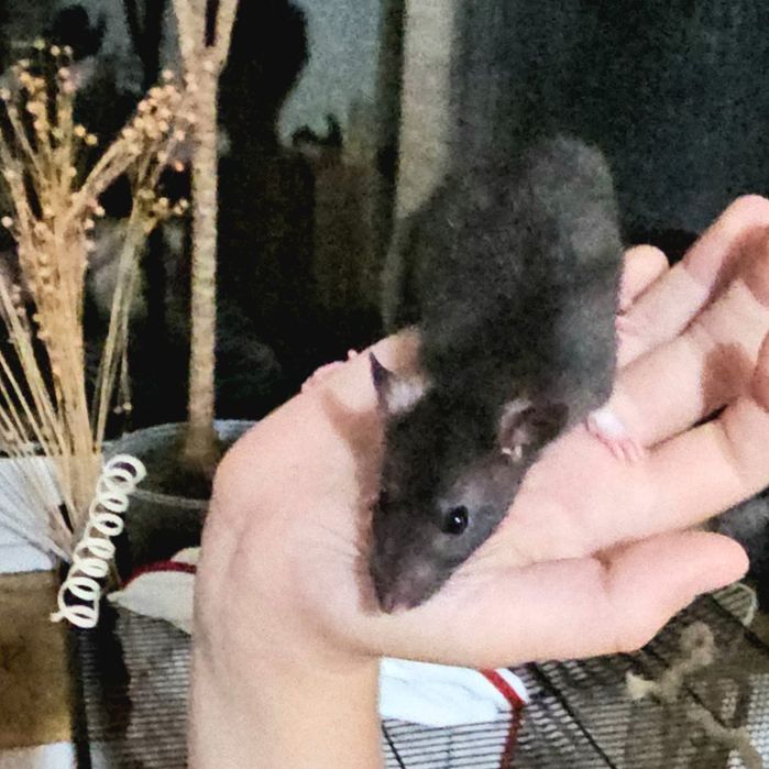 Oddam za darmo szczurki