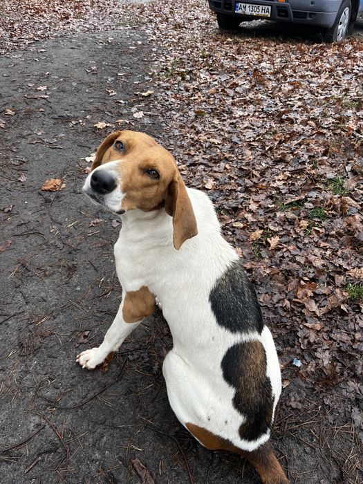 Віддам красуню у добрі руки