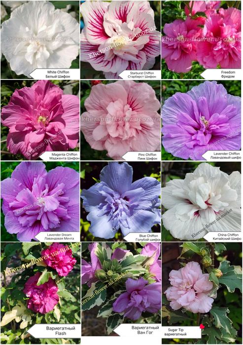 Гибискус древовидный Purpureus Variegatus