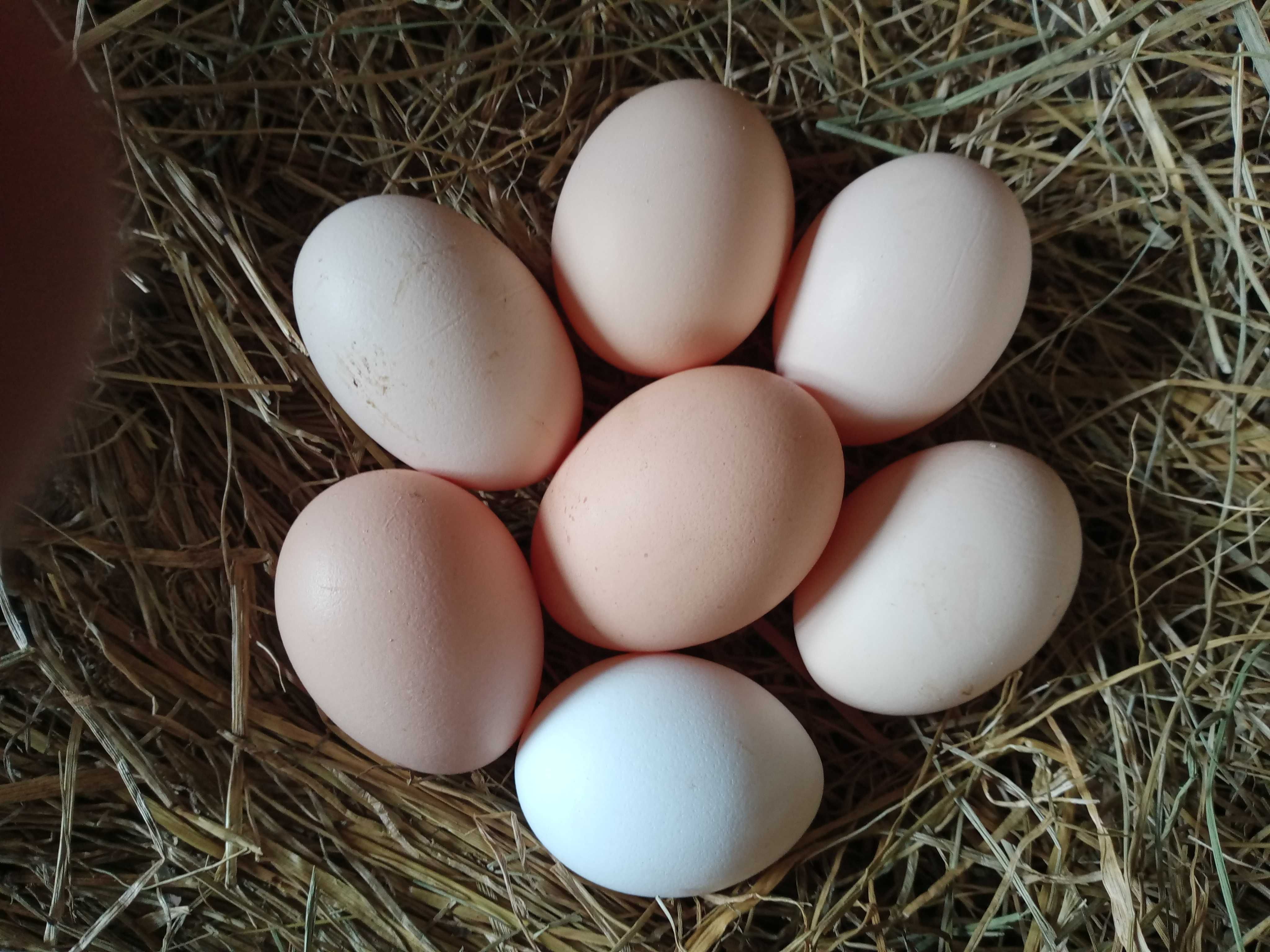 Jajka wiejskie z wolnego wybiegu jajko dowóz gratis szczegóły w opisie
