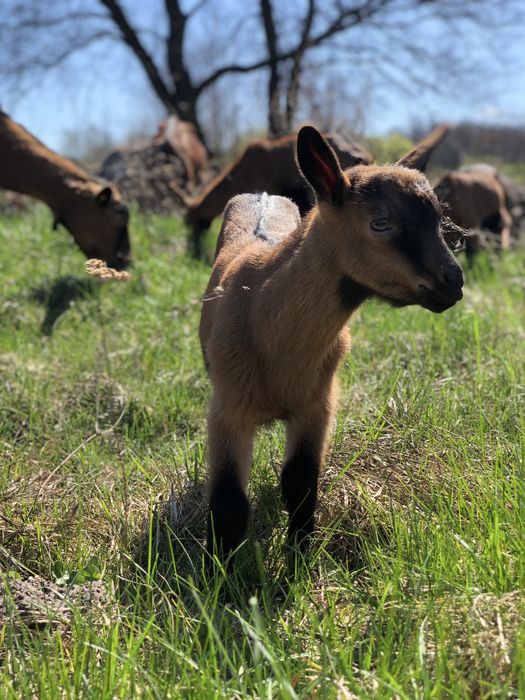 Кози Альпійськоі породи