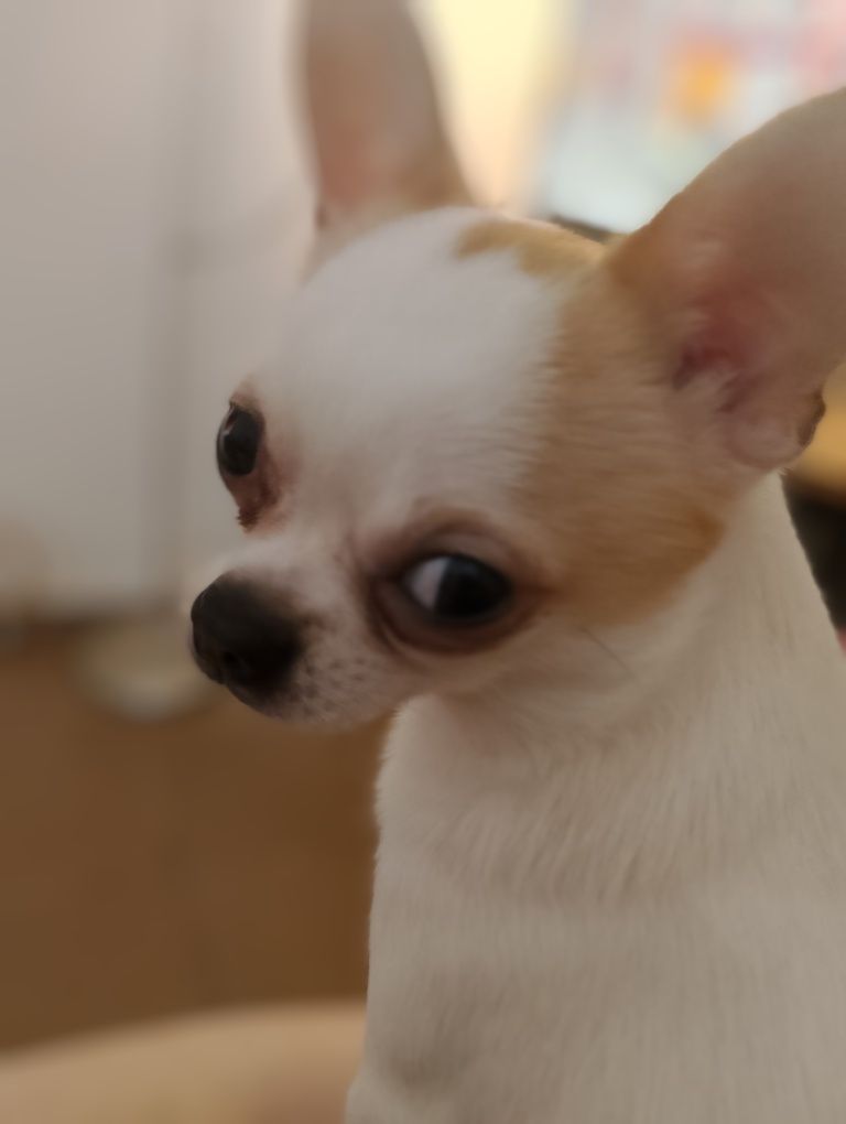 Chihuahua piesek długowłosy biały ze znaczeniami