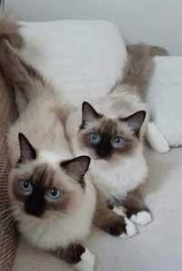 Dwie śliczne kotki Ragdoll