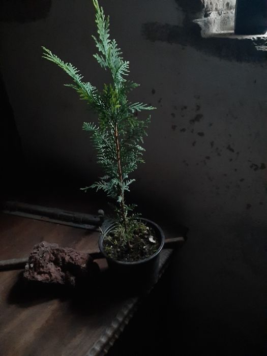 Cedro arvore de natal