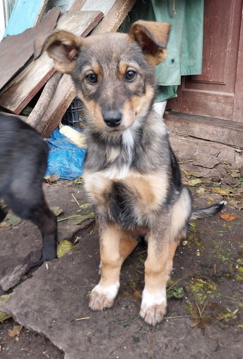 Шукаємо сім'ю найкращому песику другу